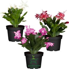 Garden Box Schlumbergera Truncata 3 Adet Farklı Renklerde Yılbaşı Çiçeği 15-20 cm