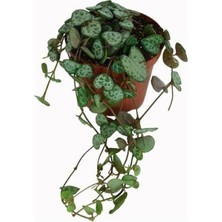 Garden Box Videolu Kalp Kalbe Karşı Çiçeği Fidanı 1 Adet Saksılı 20-40 cm Salon Ofis Bitkisi (Ceropegia Woodii)