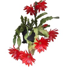 Videolu Kırmızı Renk Yılbaşı Çiçeği Kaktüsü 1 Adet Saksılı/ Tüplü 10-20 cm İç Mekan Salon Ev Bitkisi