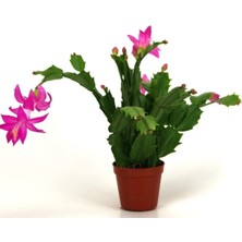 Yılbaşı Çiçeği,yılbaşı Kaktüsü,fuşya Koyu Pembe 7 cm Saksıda
