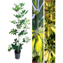 Videolu Tek Dal Alacalı Şeflera Çiçeği 50-90 cm Saksılı İç Mekan Bitkileri (Schefflera)