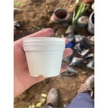 Katı Plastik Sukulent Saksısı 10 Adet Beyaz  (5.5 cm)