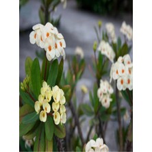 Dikenler Tacı Çiçekli Beyaz 8,5 Saksıda Dolgun Formlu İç Mekan Bitkisi