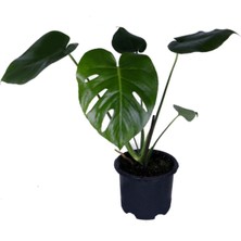 Garden Box Deve Tabanı - Monstera Deliciosa - Bitki Boyu 30-40 cm