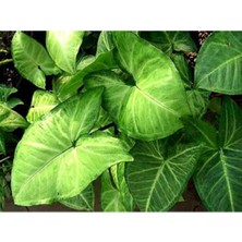 Melek Kanadı Çiçeği Fidanı 40 cm