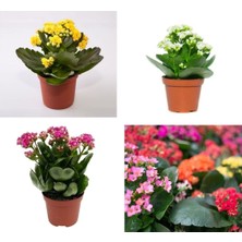 Kalanchoe Çiçeği Kalanşo Emel Hanım Karışık Renkli 3'lü Set Saksılı Sarı Pembe Turuncu