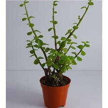 Yeşim (Para) Çiçeği (20-40 cm) 5.5 Saksıda İç Mekan Bitkisi Balkon Bitkisi