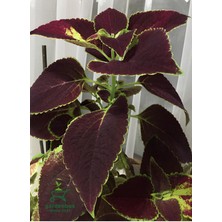 Bordo Kolyos Yaprak Güzeli Çiçeği 1 Adet Saksılı 10-15 cm