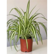 Bol Köklü Dolgun Kurdele Çiçeği (Chlorophytum Comosum) 20-40 cm