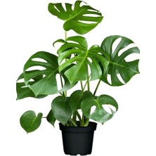Videolu 1 Adet Deve Tabanı Bitkisi 40-50 cm Saksılı İç Mekan Bitkileri Monstera Deliciosa