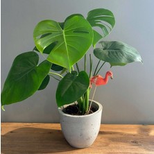 Deve Tabanı 40-50 cm