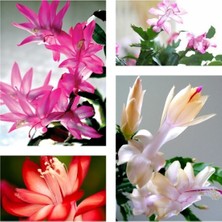 Garden Box Yılbaşı Çiçeği Karışık Renk 4 Adet Mini Saksıda 10 - 15 cm İç Mekan Bitkisi (Rhipsalidopsis)