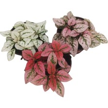 3'lü Minyatür Fittonya 3 Farklı Renk