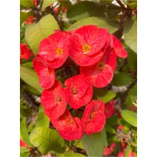 Videolu Kırmızı Renk Dikenler Tacı 1 Adet Saksılı 10-15 cm İç Mekan Ofis Bitkisi (Red Euphorbia)