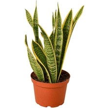 Videolu Sarı Kılıç Çiçeği Fidanı 1 Adet Saksılı 20-40 cm İç Mekan Salon Ofis Bitkisi(Sansevieria)