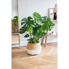 Garden Box Monstera/deve Tabanı Dolgun Form