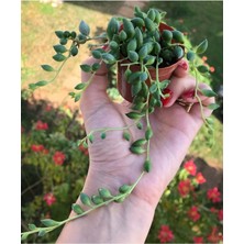 Videolu Boncuk Yapılı Tesbih Çiçeği 1 Adet Saksılı/Tüplü 5-15 cm İç Mekan Bitkisi(Senecio Rowleyanus)