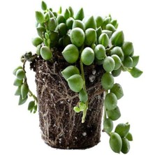 Videolu Boncuk Yapılı Tesbih Çiçeği 1 Adet Saksılı/Tüplü 5-15 cm İç Mekan Bitkisi(Senecio Rowleyanus)