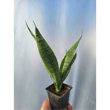 Videolu Paşa Kılıcı Peygamber Kılıcı Bitkisi 1 Adet Saksılı 15-30 cm İç Mekan Bitkisi (Sansevieria)