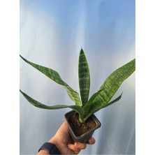 Videolu Paşa Kılıcı Peygamber Kılıcı Bitkisi 1 Adet Saksılı 15-30 cm İç Mekan Bitkisi (Sansevieria)