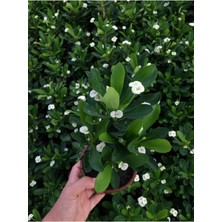 Garden Box Videolu Beyaz Renk Dikenler Tacı Çiçekli İthal Hollanda Milli Saksılı Kaktüs (White Euphorbia)