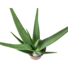 Aloe Vera Bitkisi Tıbbi Sarısabır Cilt İçin Uygun Jel Aleovera 30 - 40 cm