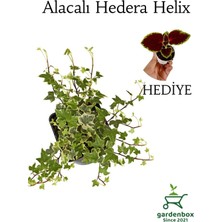 Alacalı Hedera Helix Sarmaşığı 1 Adet Saksılı 30-40 cm+Yaprak Güzeli Çiçeği