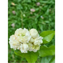 Kokulu Katmerli Ful Yasemin Çiçeği 1 Adet 30-60 cm Saksılı (Jasminum Sambac)