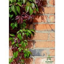 Renkli Duvar Sarmaşığı 65-80 cm Sonbaharda Kırmızı Renge Döner Saksılı/Tüplü