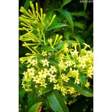 Videolu Yoğun Kokulu Melisa Parfüm Çiçeği Bitkisi 1 Adet Saksılı/ Tüplü 40-60 cm (Cestrum Parqui)