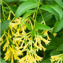 Videolu Yoğun Kokulu Melisa Parfüm Çiçeği Bitkisi 1 Adet Saksılı/ Tüplü 40-60 cm (Cestrum Parqui)