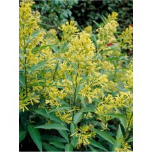 Videolu Yoğun Kokulu Melisa Parfüm Çiçeği Bitkisi 1 Adet Saksılı/ Tüplü 40-60 cm (Cestrum Parqui)