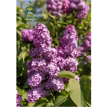 Leylak Çiçeği Fidanı 1 Adet Saksılı/Tüplü (30-60 cm) Behçe Peyzaj Bitkisi