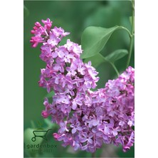 Mis Kokulu Leylak Çiçeği 1 Adet Saksılı 40-60 cm Dış Mekan Bitkisi