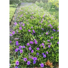 Meksika Petunyası Ruelya 1 Adet Saksıda 30-50 cm Çit Bitkisi