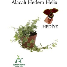 Alacalı Hedera Helix Duvar Ağaç Sarmaşığı 1 Adet Saksılı 30-40 cm+Yaprak Güzeli