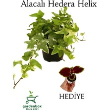 Beyaz Alacalı Hedera Helix Sarmaşığı 1 Adet Saksılı 20-40 cm +Yaprak Güzeli