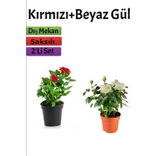 2'li Bahçe Seti Kırmızı+ Beyaz Gül Fidanı Saksılı Dış Mekan Bitkileri