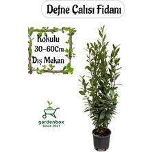 Laurus Nobilis -Defne Çalısı Fidanı 1 Adet Saksılı 30-60 cm