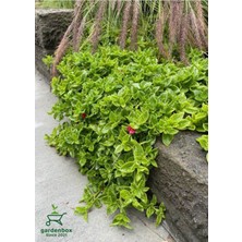 Uzayan Yayılıcı Peyzaj Çiçeği 10 Adet Tüplü Viyolde