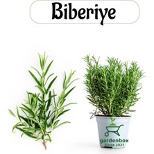 Aromatik Bitki Biberiye Fidesi 1 Adet Saksılı 20-30 cm (Salvia Rosmarinus)