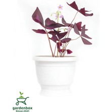 Uyku Çiçeği Mor Yonca 1 Adet Saksılı 20-30 cm (Oxalis Triangularis)