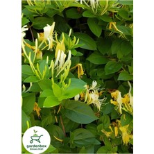 Mis Kokulu Hanımeli Çiçeği 1 Adet 50-70 cm Sakıslı (Lonicera Periclymenum)