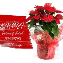 Dekoratif Paketleme+Kart Notu ponsetya Atatürk Çiçeği 60 cm