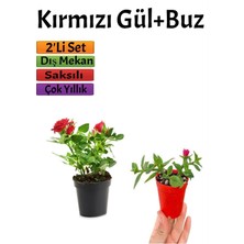 Kırmızı Gül(15-25 cm)+ Buz Çiçeği(5-10 cm) Saksılı Dış Mekan Bitkilei