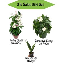 Kızılay Çiçeği+ Beyaz Gardenya+ Hediyelik Kılıç Bitkisi