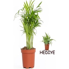 Videolu Dağ Palmiyesi (20-40 cm) Kurdele Çiçeği Hediyeli 1 Adet Saksılı İç Mekan Ev Salon Ofis Bitkisi