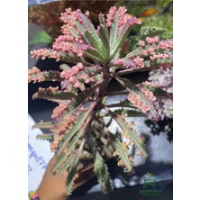 Şeker Pembe Aşkın Gözyaşı Çiçeği 1 Adet Saksılı Kalanchoe Daigremontiana