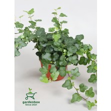 Hedera Helix Sarmaşığı Saksıda 1 Adet  30-40 cm
