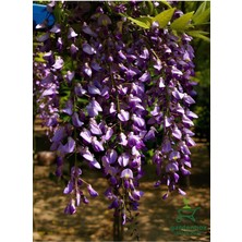 Mor Salkım Çiçeği Fidanı 1 Adet Saksılı 30-60 cm